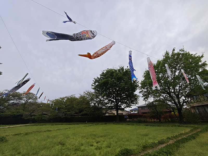 次大夫堀の鯉のぼり