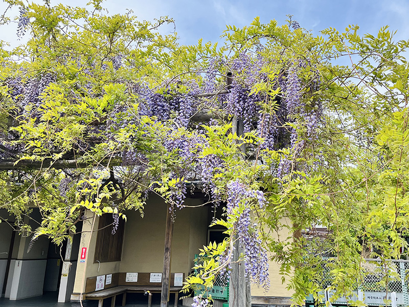 駐車場近くにある藤棚