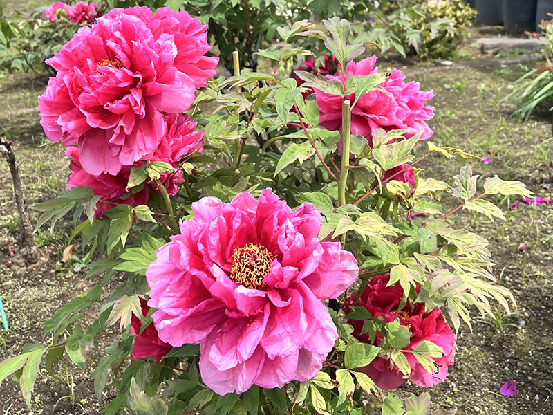 豪華な牡丹の花もたくさん咲いていました