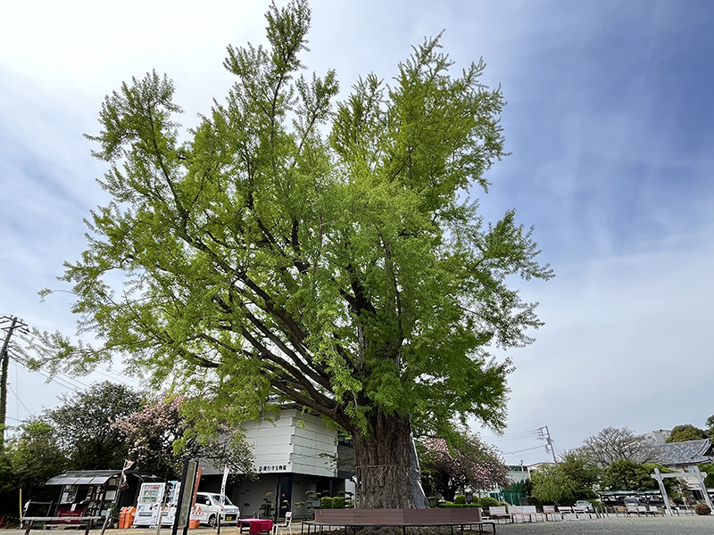 大イチョウ
