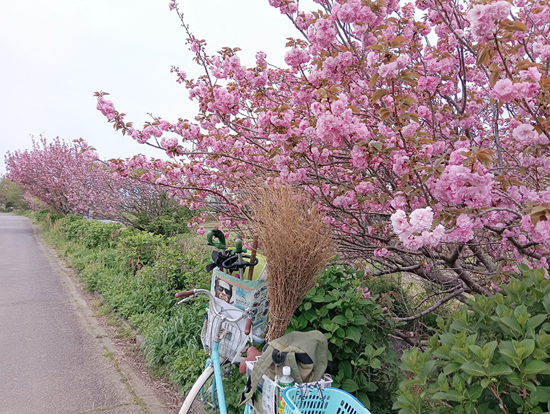 【開成】あじさい農道の八重桜/Haruhiko Shizawaさん投稿