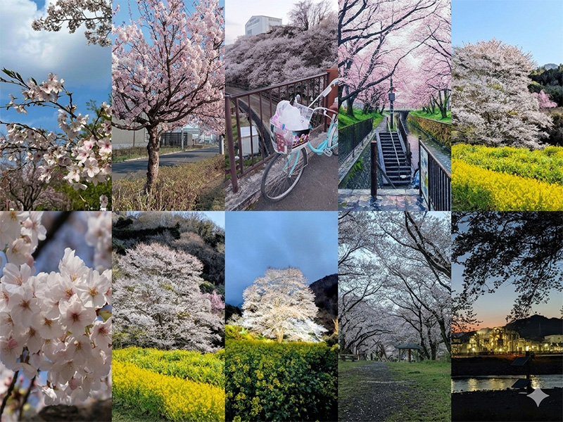「小田急のくらし」Facebookページのファンがおすすめする小田急沿線の桜スポット
