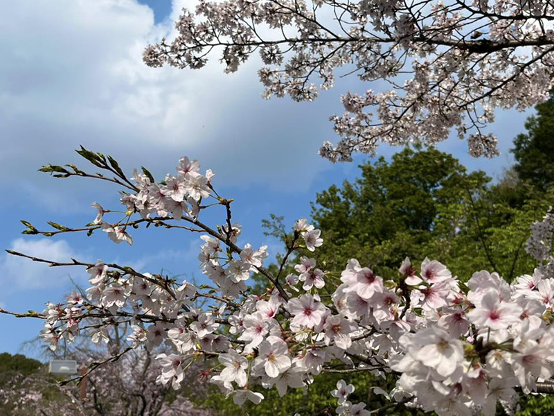 【新百合ヶ丘・柿生】王禅寺ふるさと公園の桜／福田 邦子さん投稿