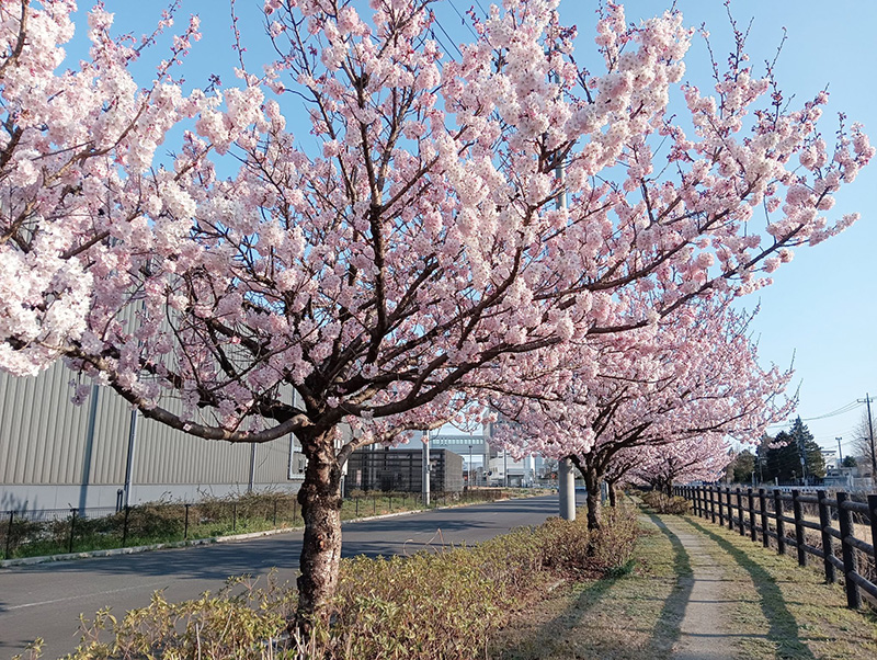 【開成】富士フイルム先進研究所裏の要定川親水緑道の春めき桜／Haruhiko Shizawaさん投稿