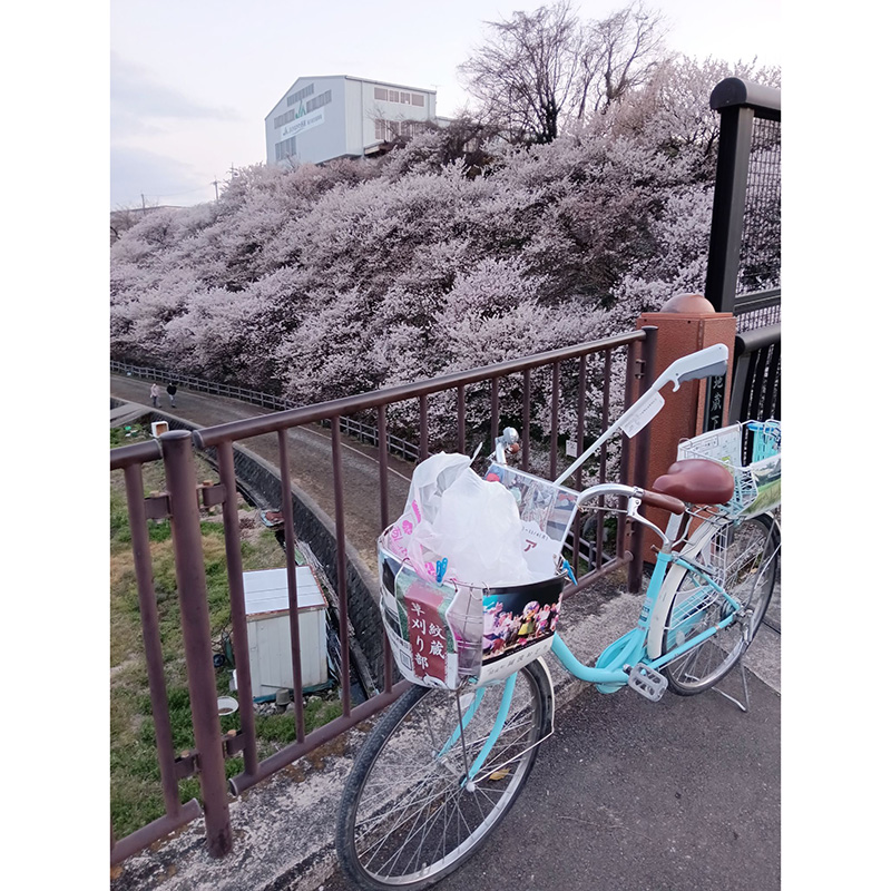 【開成】南足柄市　一ノ堰ハラネの桜／古民家ガーデン紋蔵さん投稿