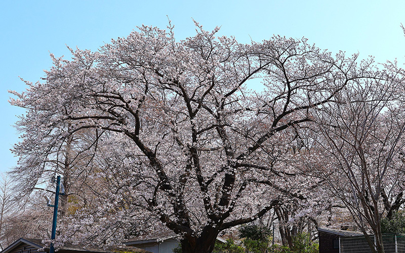 【本厚木】厚木市「ぼうさいの丘公園」頂上付近のソメイヨシノ①／宮城 潤さん投稿