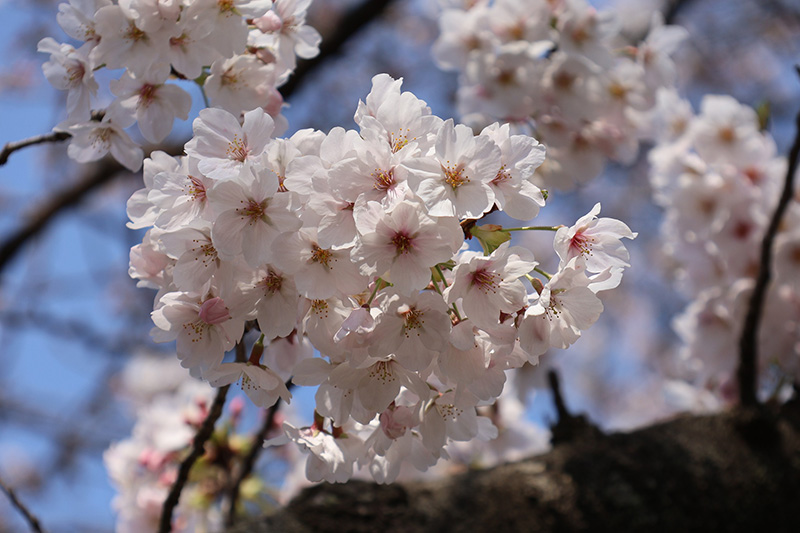 【本厚木】厚木市「ぼうさいの丘公園」頂上付近のソメイヨシノ②／宮城 潤さん投稿