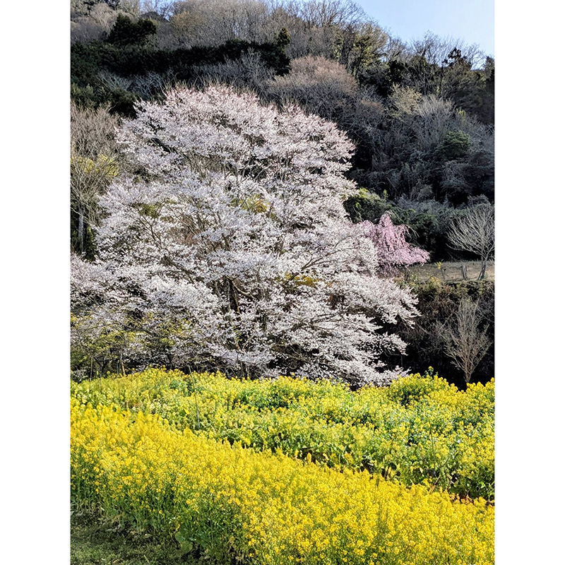【秦野】蓑毛の淡墨桜①／猪股 義晴さん投稿