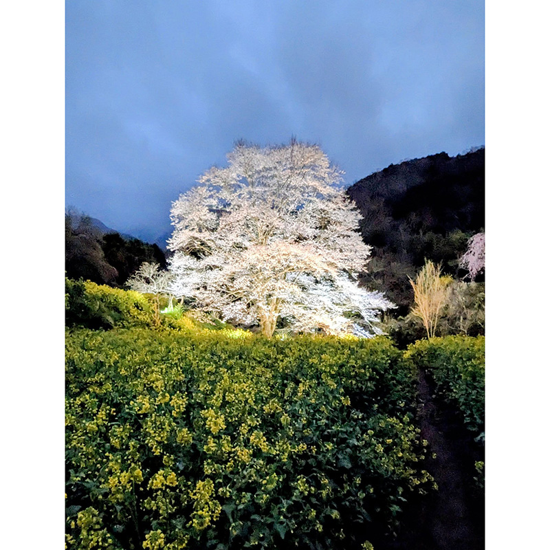 【秦野】蓑毛の淡墨桜②／猪股 義晴さん投稿