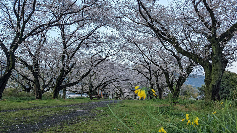 【新松田・開成】南足柄市　酒匂川の文命堤の桜トンネル①／古民家ガーデン紋蔵さん投稿