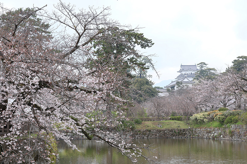 【小田原】小田原城址お堀端の桜／宮城 潤さん投稿