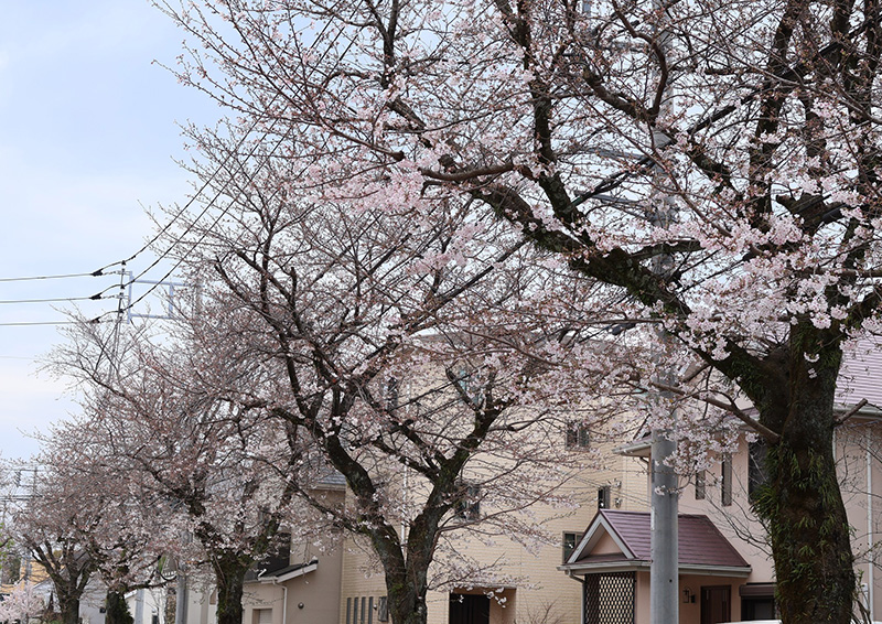 【箱根板橋】小田原市内　西海子小路のソメイヨシノ／宮城 潤さん投稿
