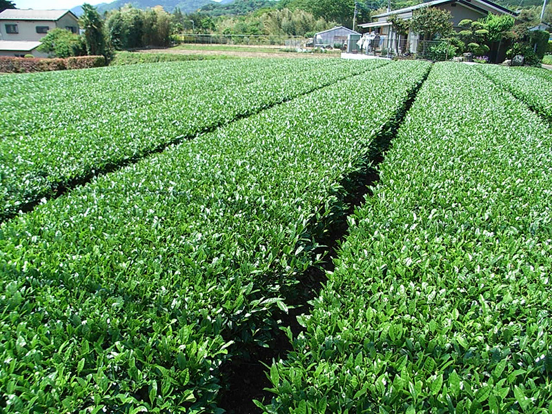新茶を試飲　お茶の生産直売所