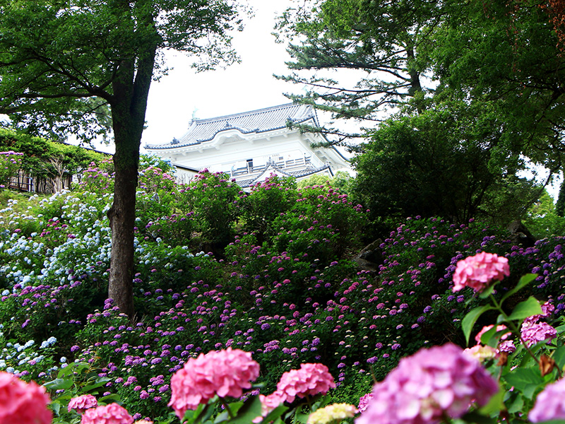 アジサイ鮮やか 小田原城