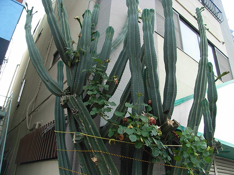 街角で大サボテンの花咲く
