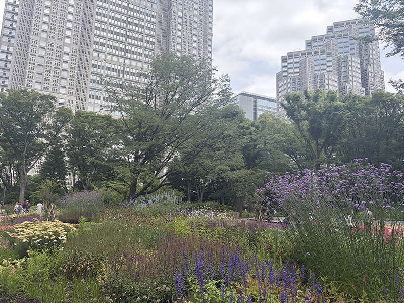 6月満開です。大都会に咲く紫陽花