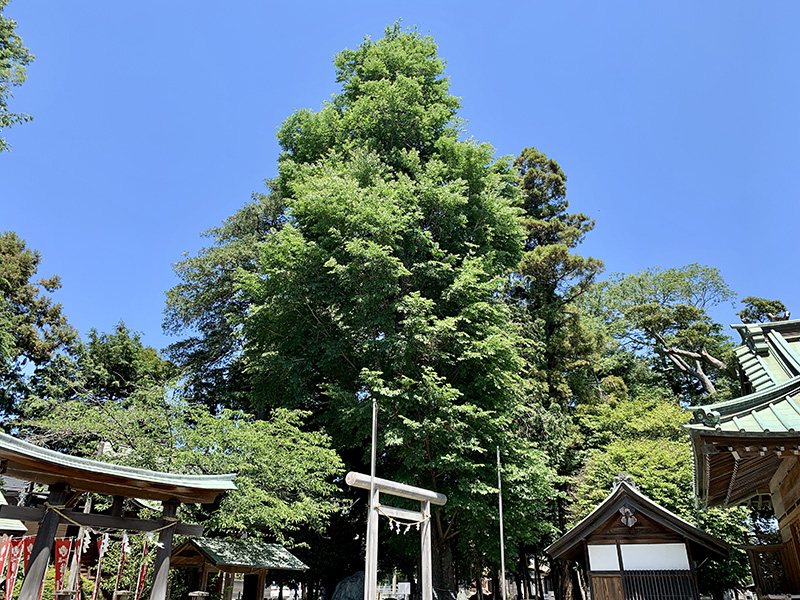 大和市指定天然記念物「ハルニレ（なんじゃもんじゃの木）」