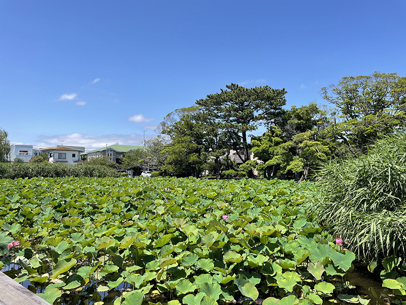 初夏の蓮池を散歩