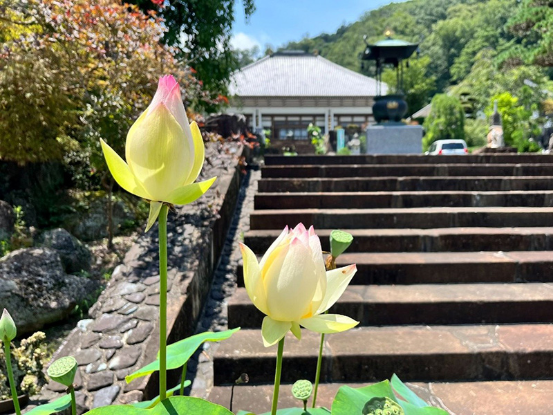 夏には神秘的な古代ハスの花が咲く、雲渓山 常昌院