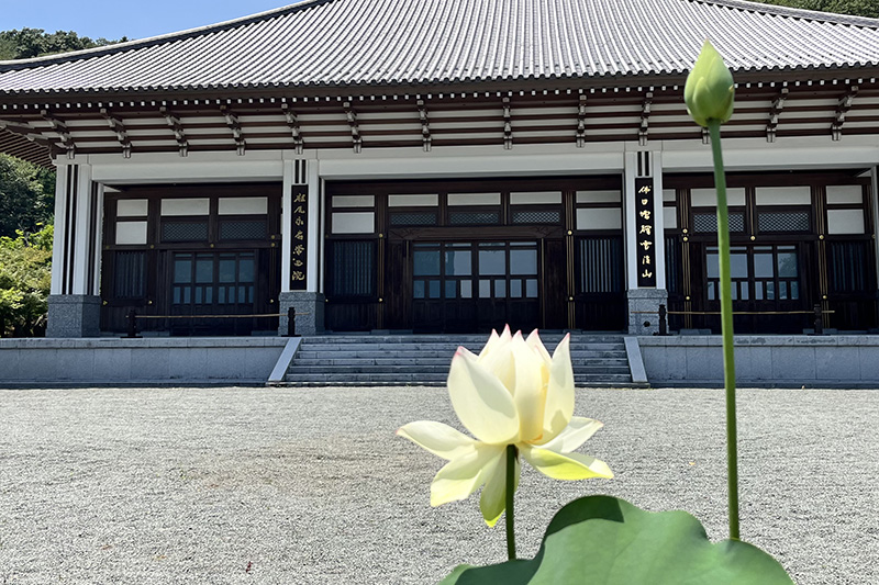 本堂と鉢植えの古代ハス