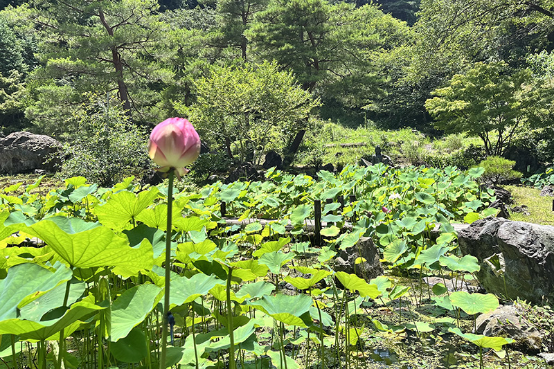 庭園にある豊明の池の古代ハス