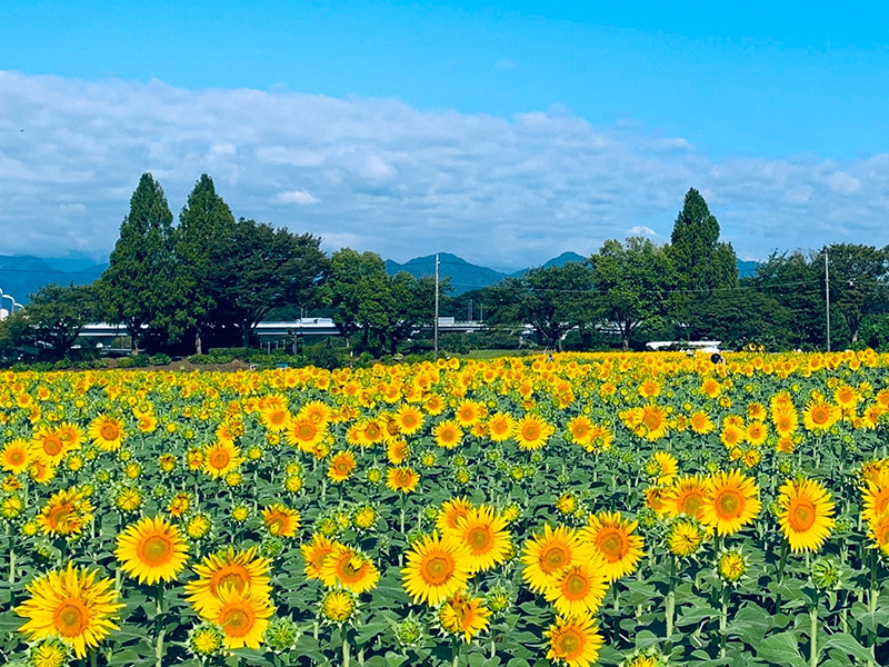 見渡すかぎりの55万本、ひまわり畑で一面の黄色に包まれる