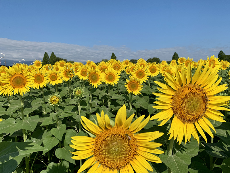 夏の青空を背景に黄色が映えるひまわり達