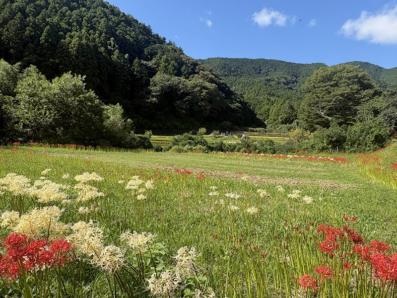 日向の彼岸花群生地