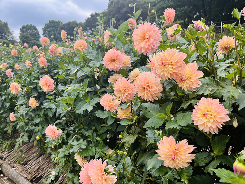 彩り豊かな花々が咲き誇る「町田ダリア園」