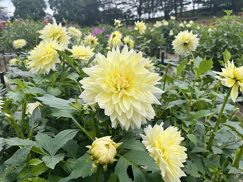 町田ダリア園の美しいダリア