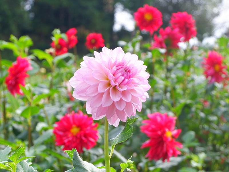 艶やかなダリアの花咲く公園へ