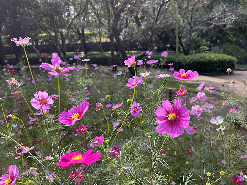 秋の散歩にもおすすめ！花と自然を楽しめる大和市「ふれあいの森」