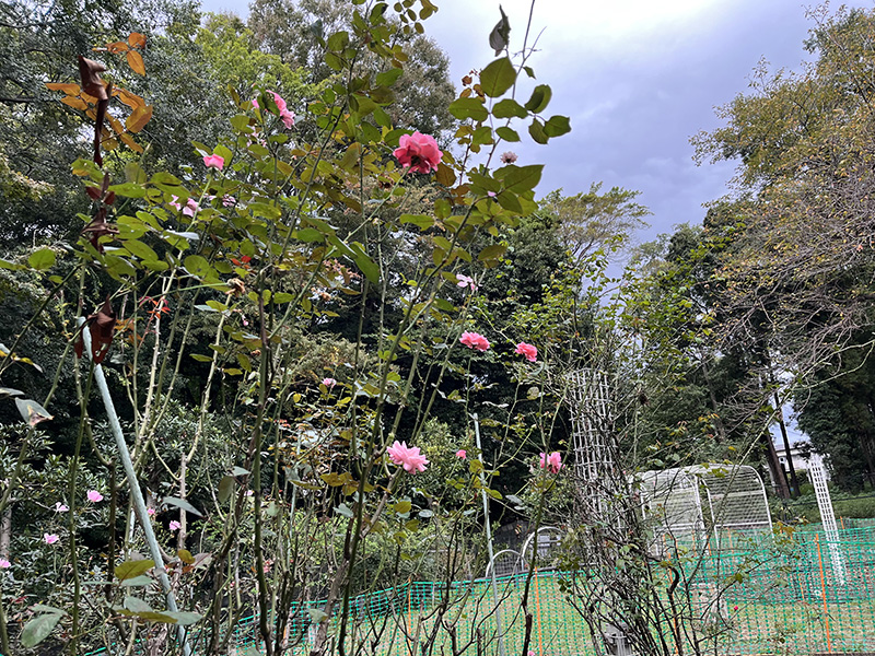 バラ園