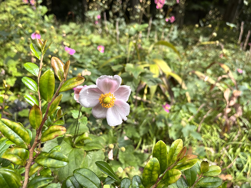 緑の見本園の花
