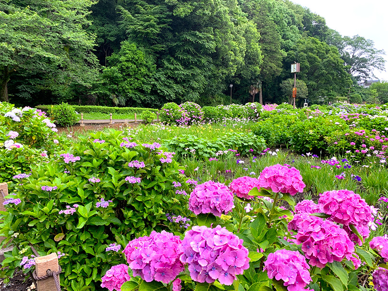 湿性植物園のアジサイ(6月撮影)