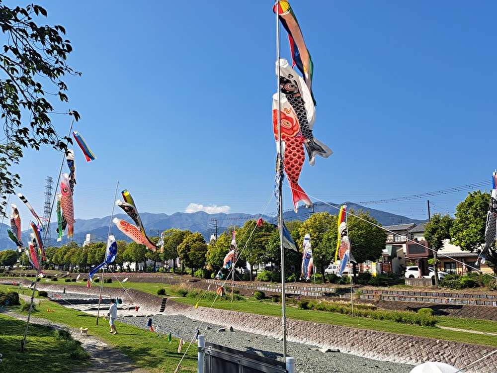 水無川を泳ぐ大漁の鯉のぼり