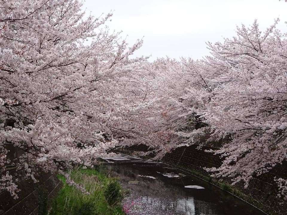 2023さくらまつりに出かけよう