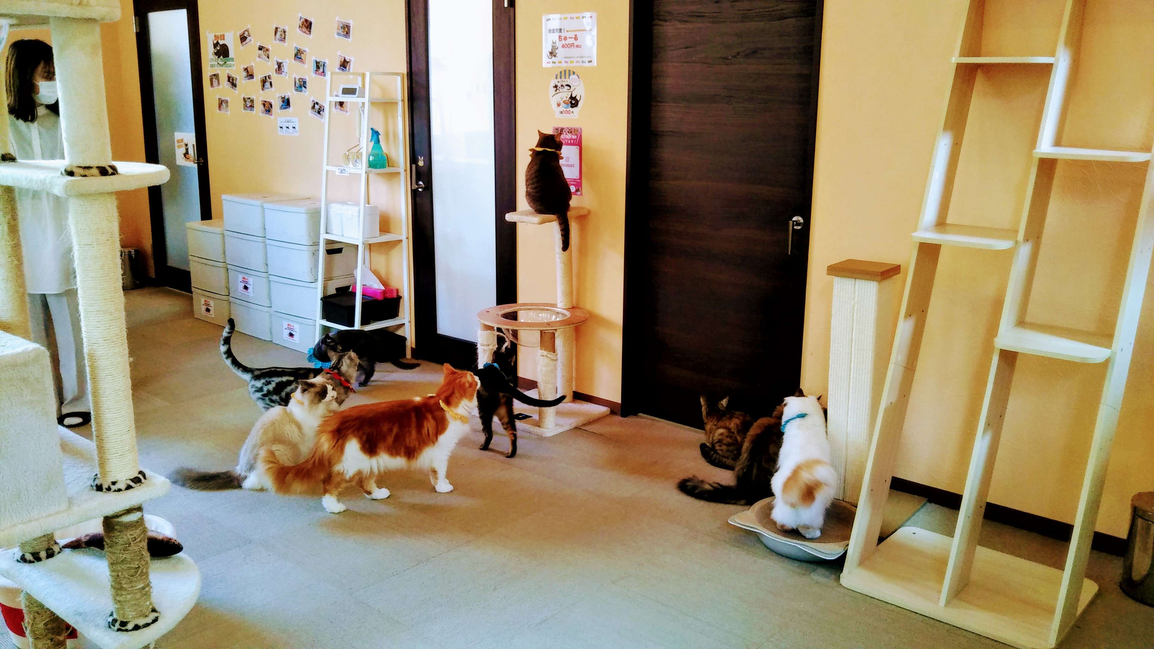 ネコちゃんと遊びたいなら「コックンの別荘」へ！